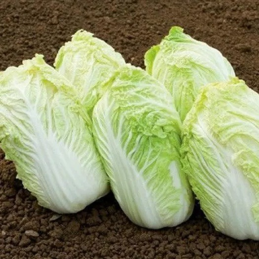 Chou chinois - 1,5kg