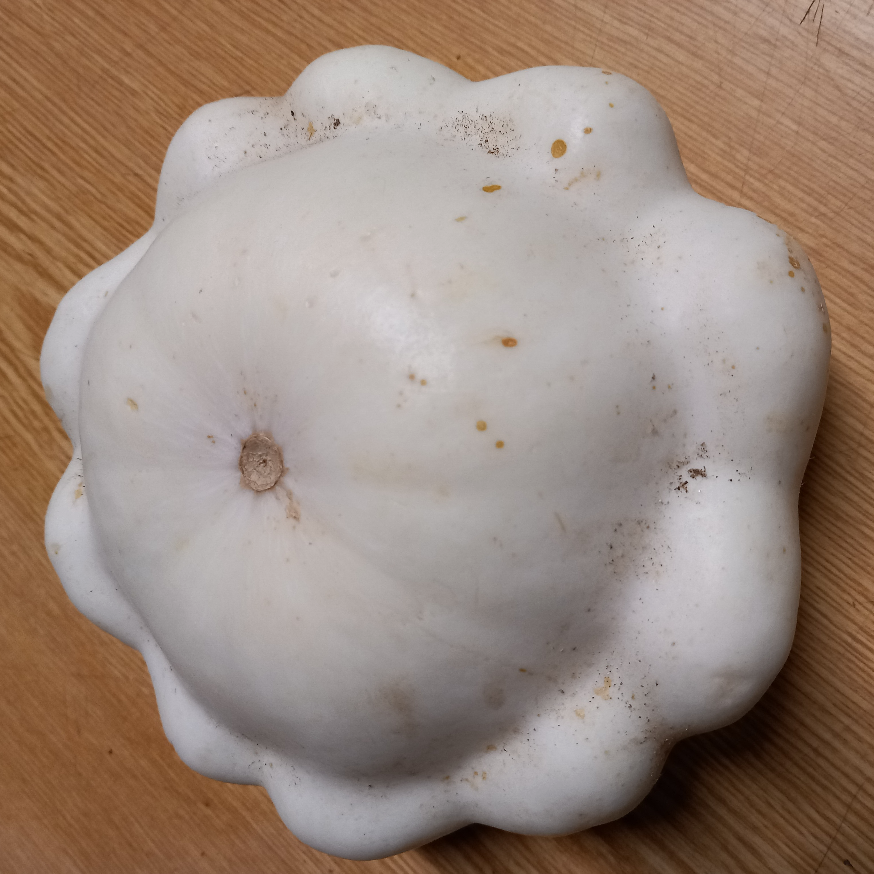 Pâtisson blanc ou vert