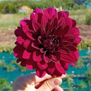 Dahlias (rouge) X10