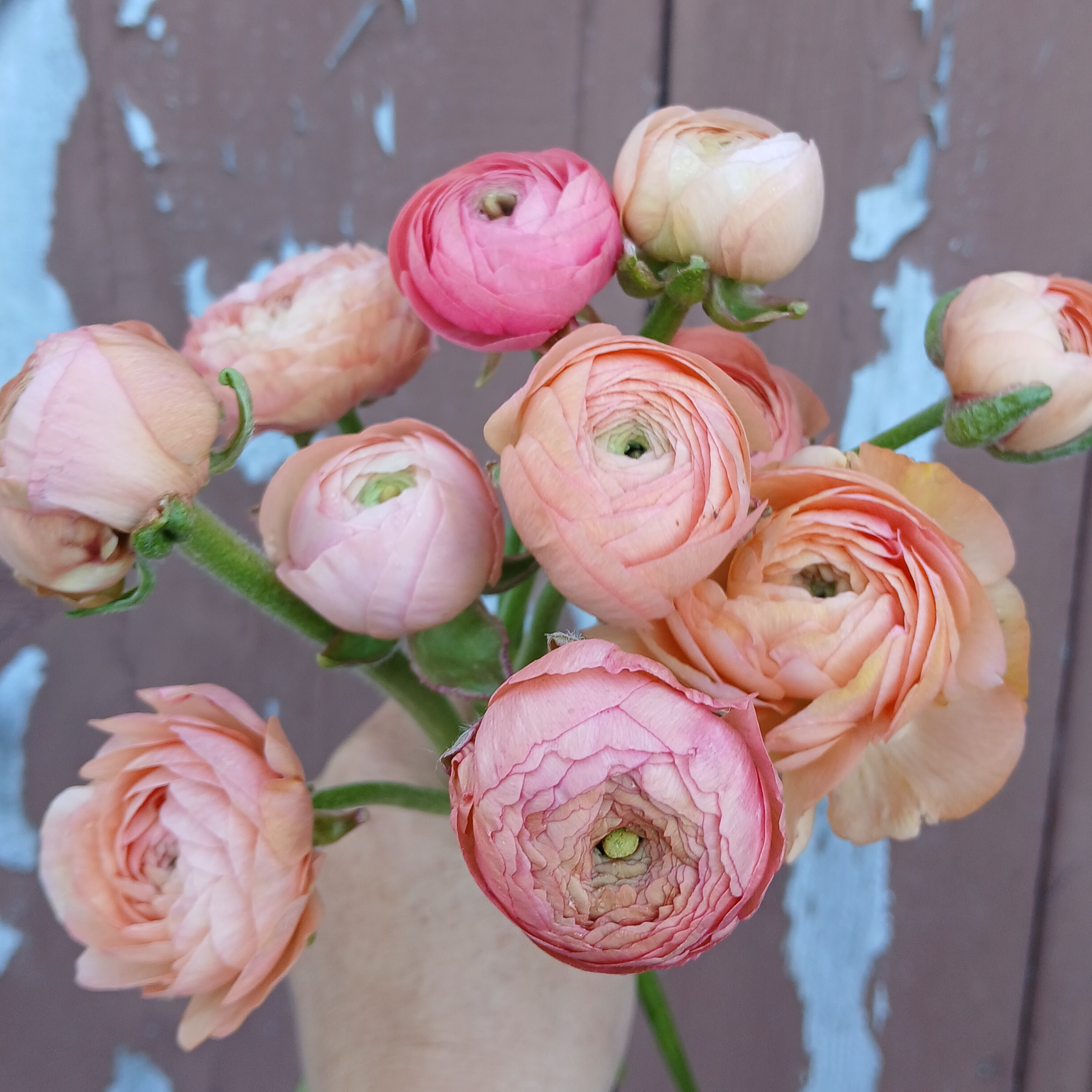 Renoncules mix rose pastel