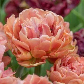 Tulipe Copper Image