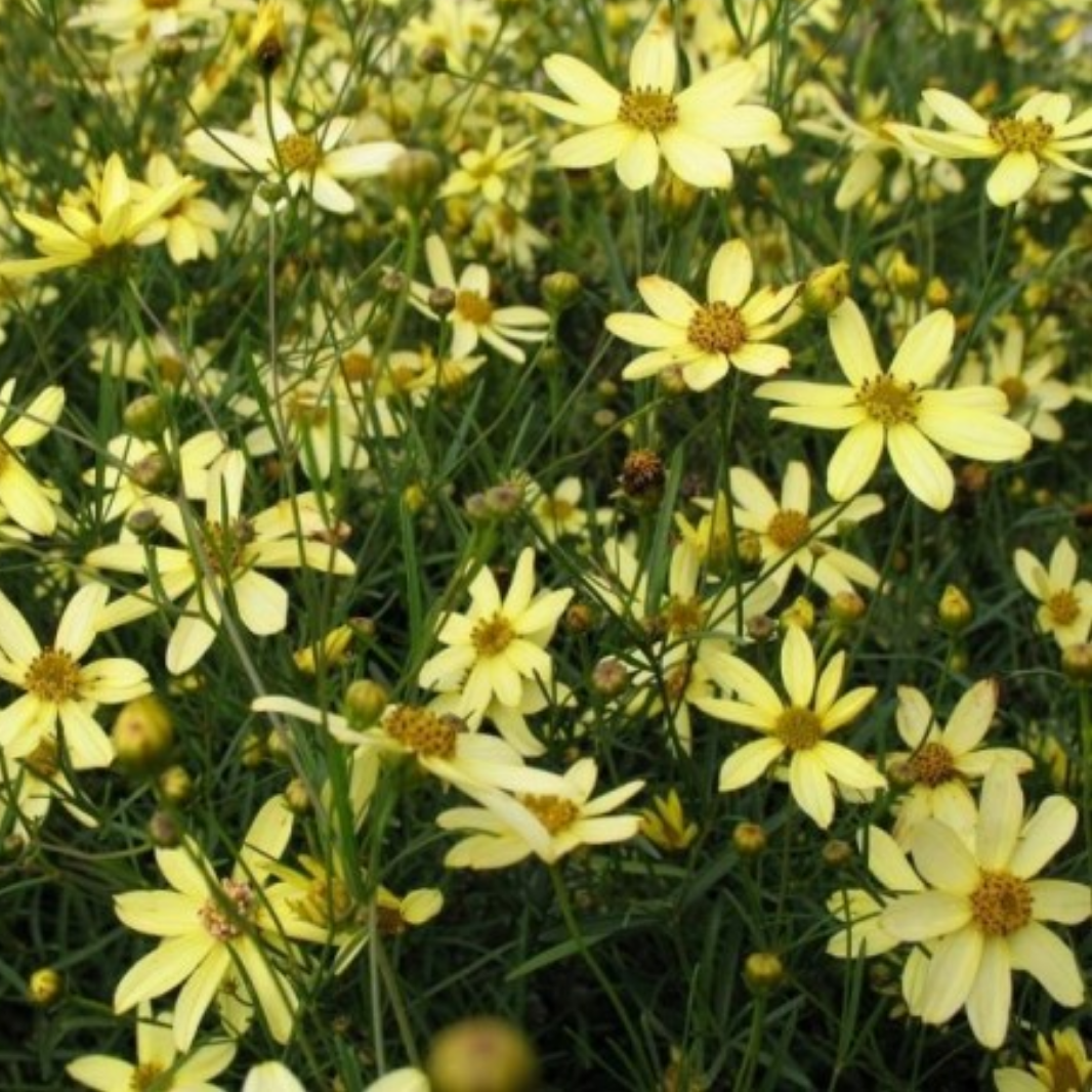 Coreopsis verticillata ‘Moonbeam’