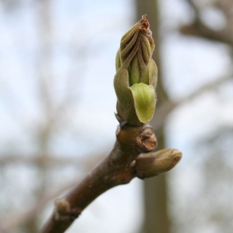 Extrait de bourgeons de Noyer - 50ml