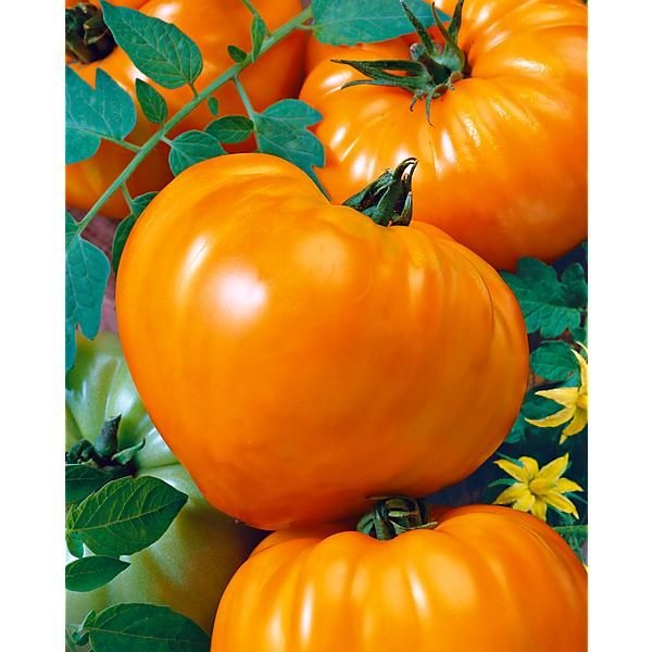 coeur de boeuf orange
