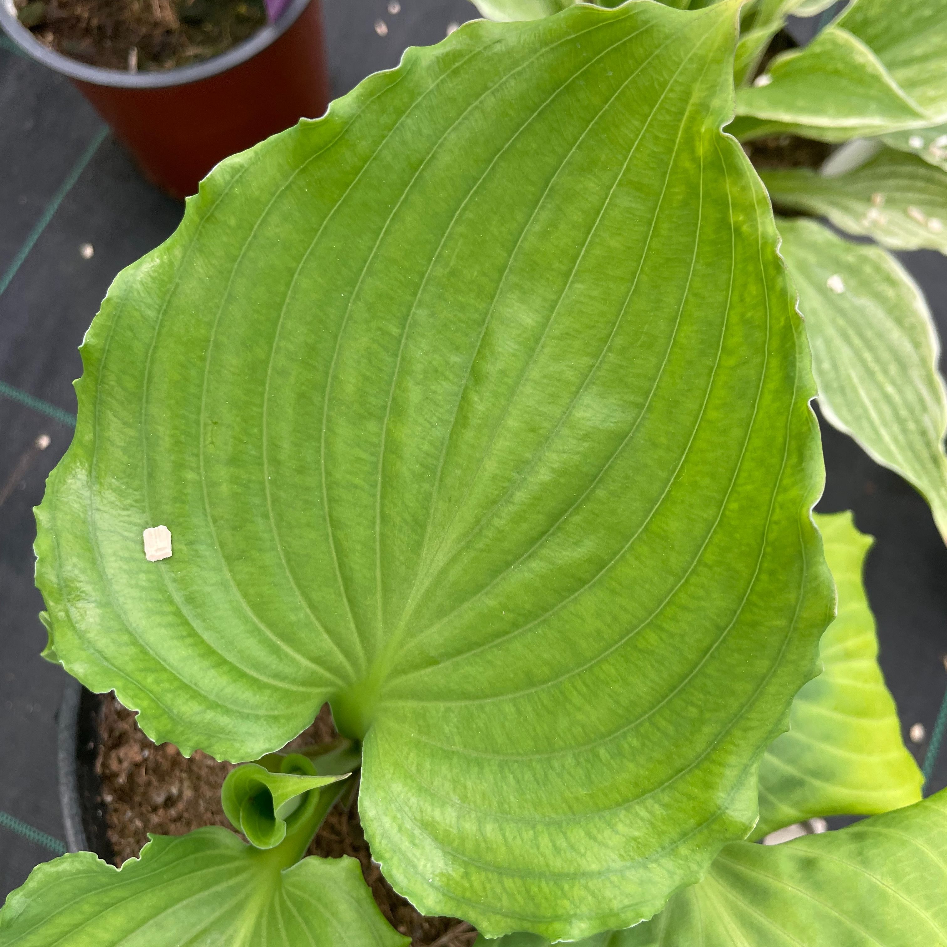 Hosta 'Candy Dish'