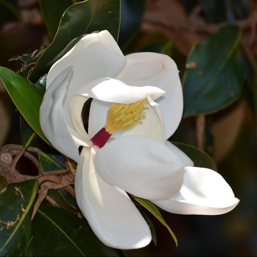 Magnolia à gdes fleurs (Magnolia grandiflora) 'François Treyve'