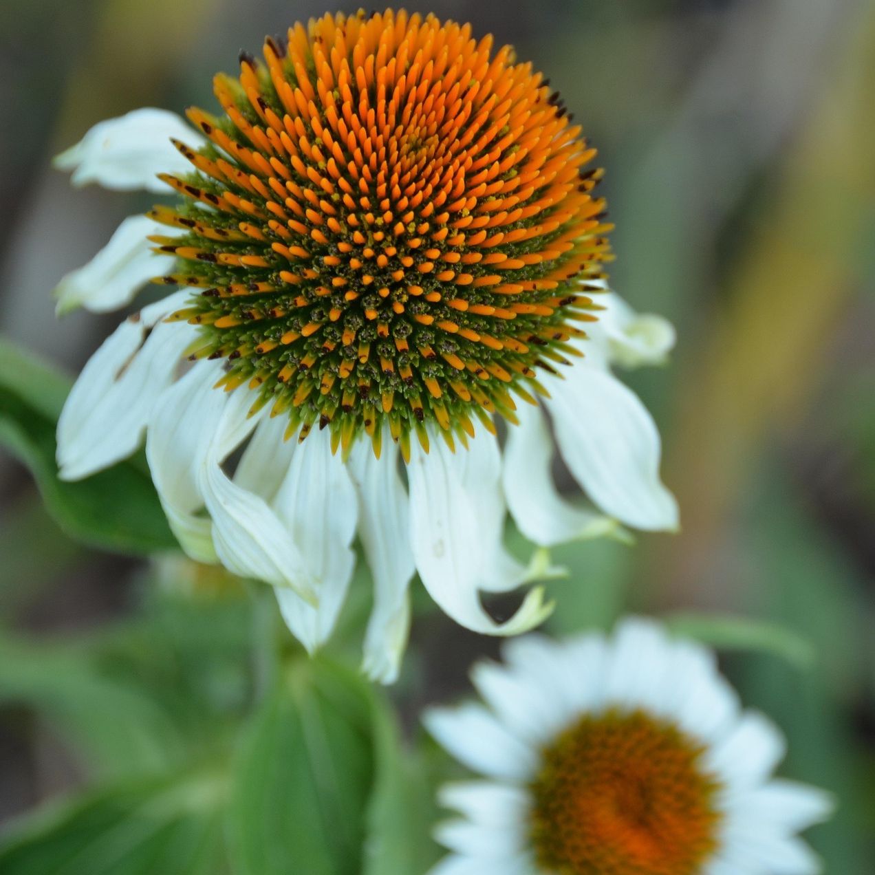 Échinacée pourpre (Echinacea purpurea) 'Alba' - 1l