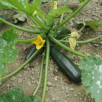 Courgette - 1 plant