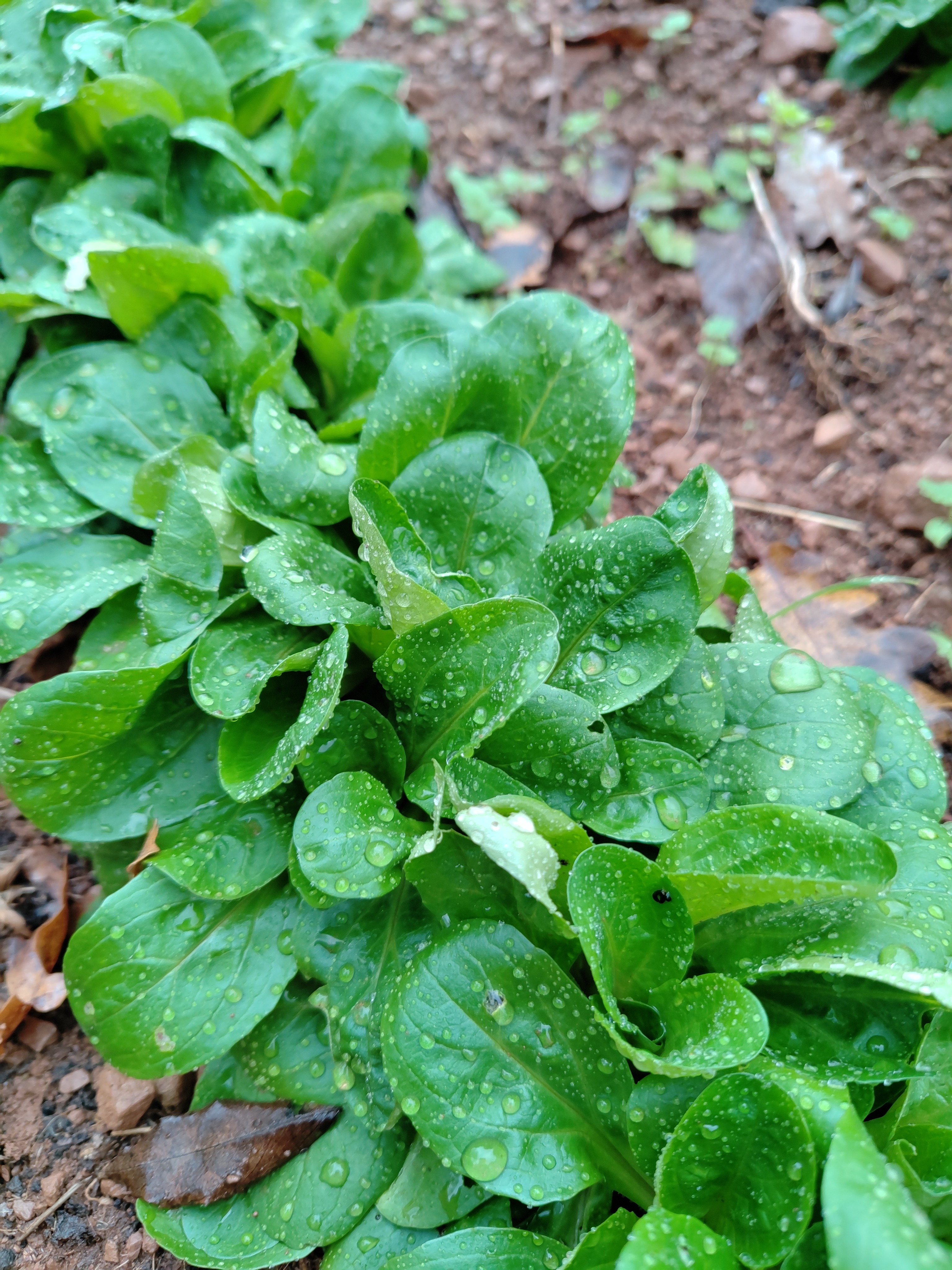 Mâches jeunes pousses