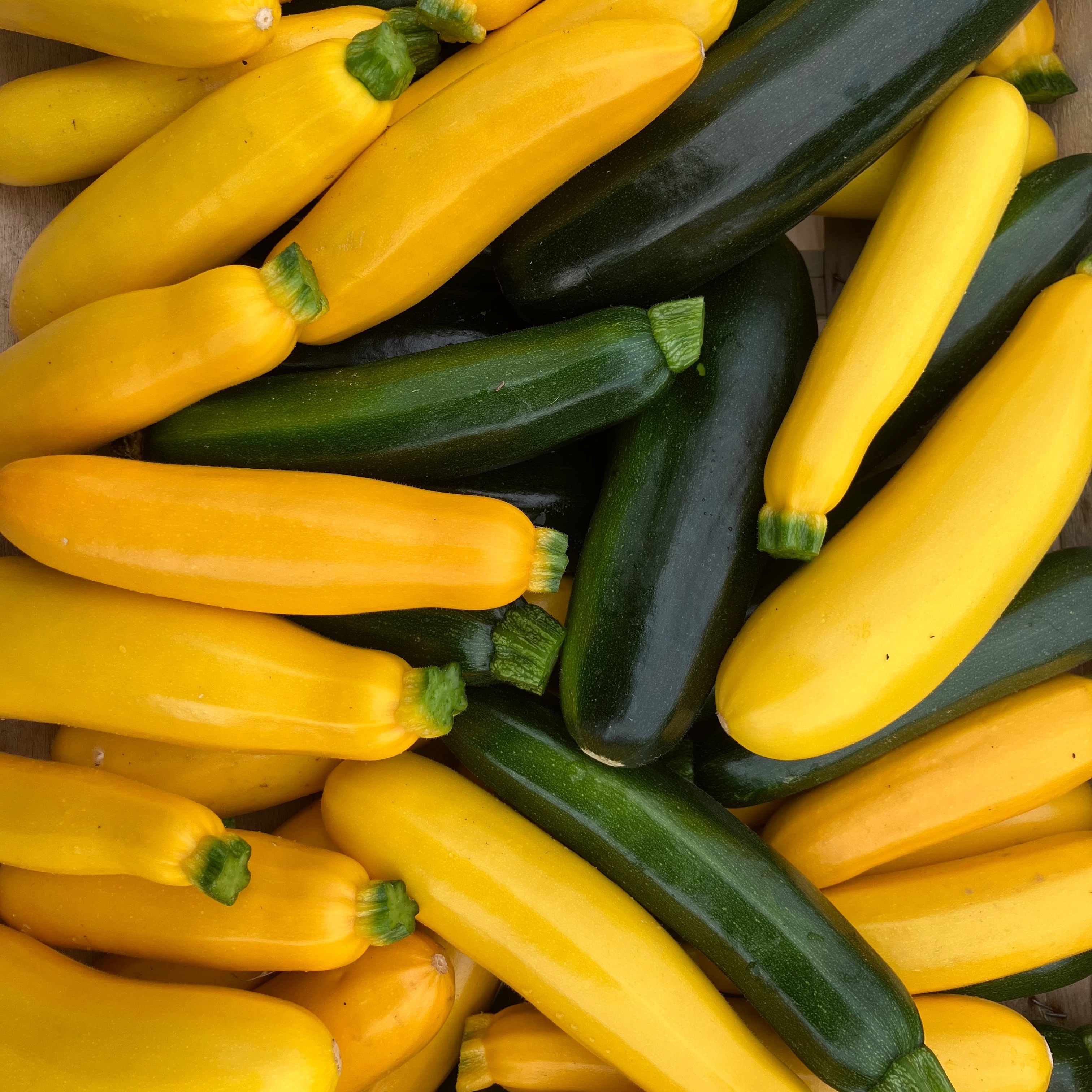 Courgette14/21cm