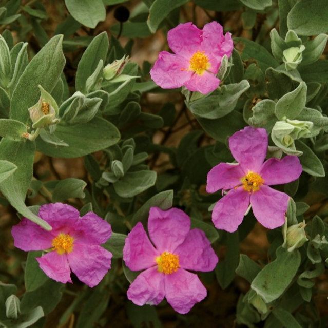 Ciste en pot 1,5 litres
