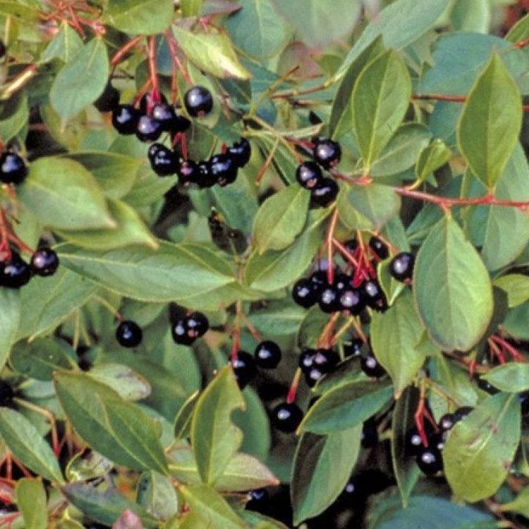 Aronie 'Hugin' Pot 3L