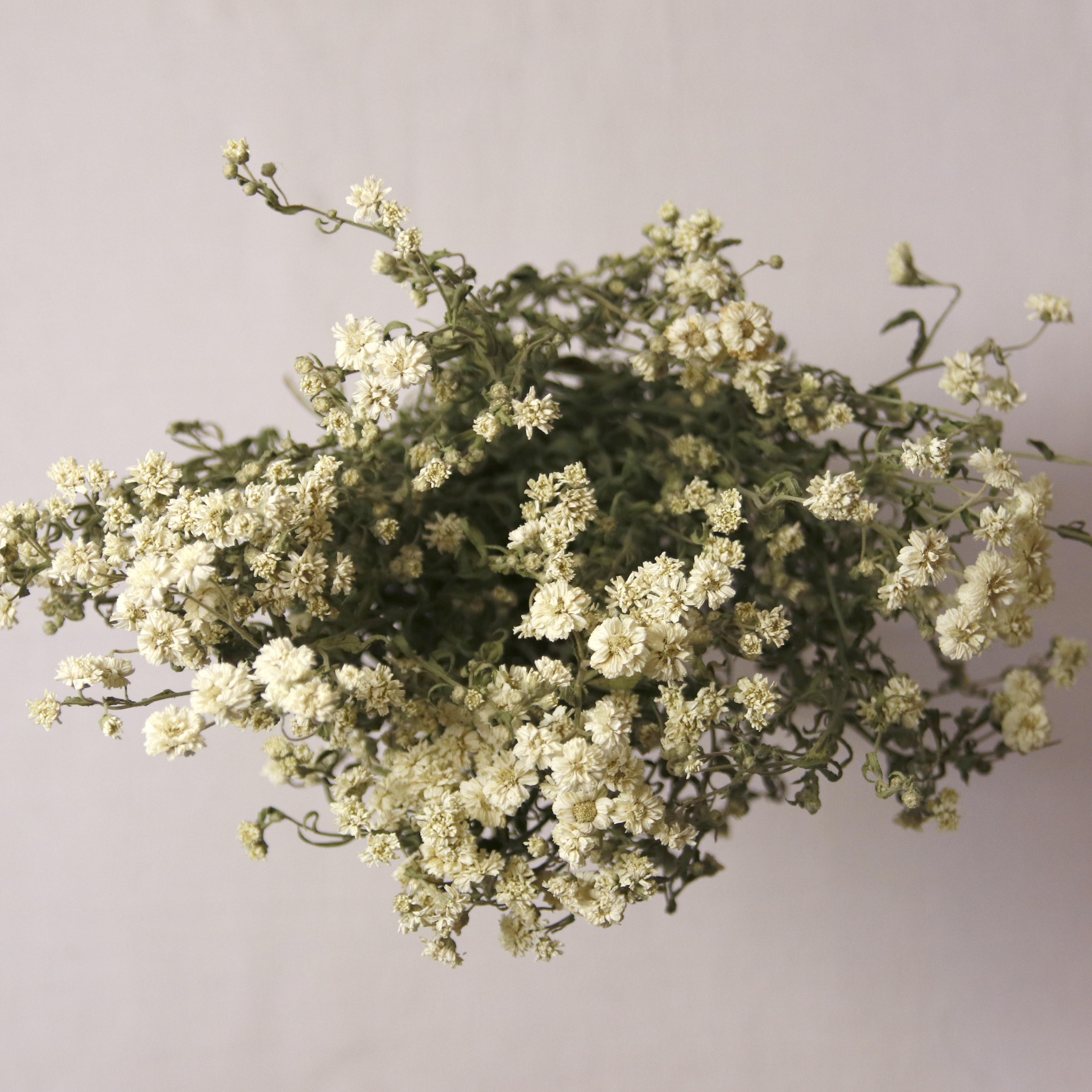 Achillée Ptarmica The pearl Blanche séchée