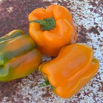 Poivron California wonder orange en godet 8 cm