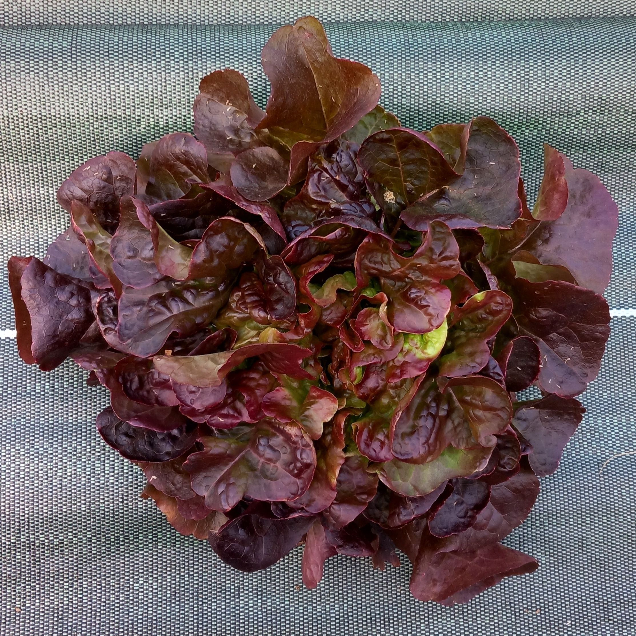 Salade feuille de chêne rouge