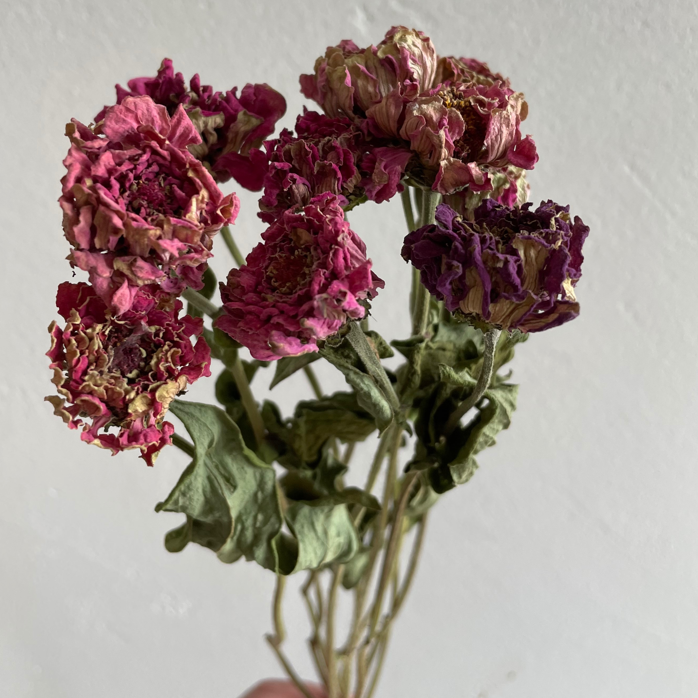 Zinnia - 12g