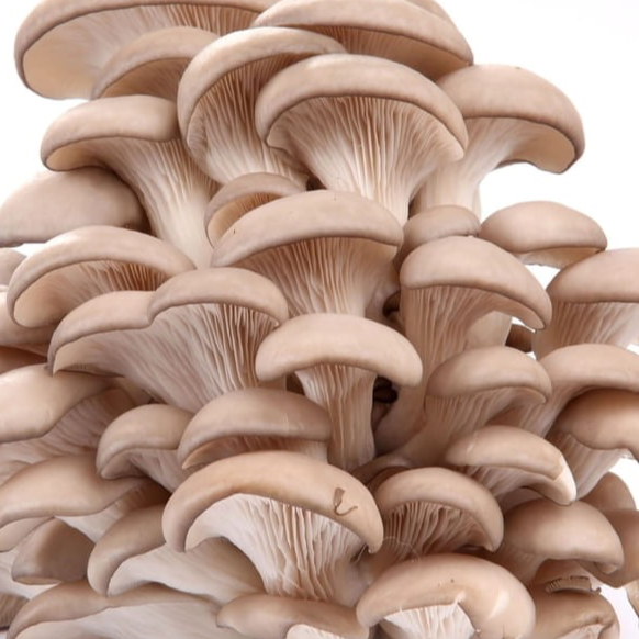 Champignons Pleurotes (300 gr)