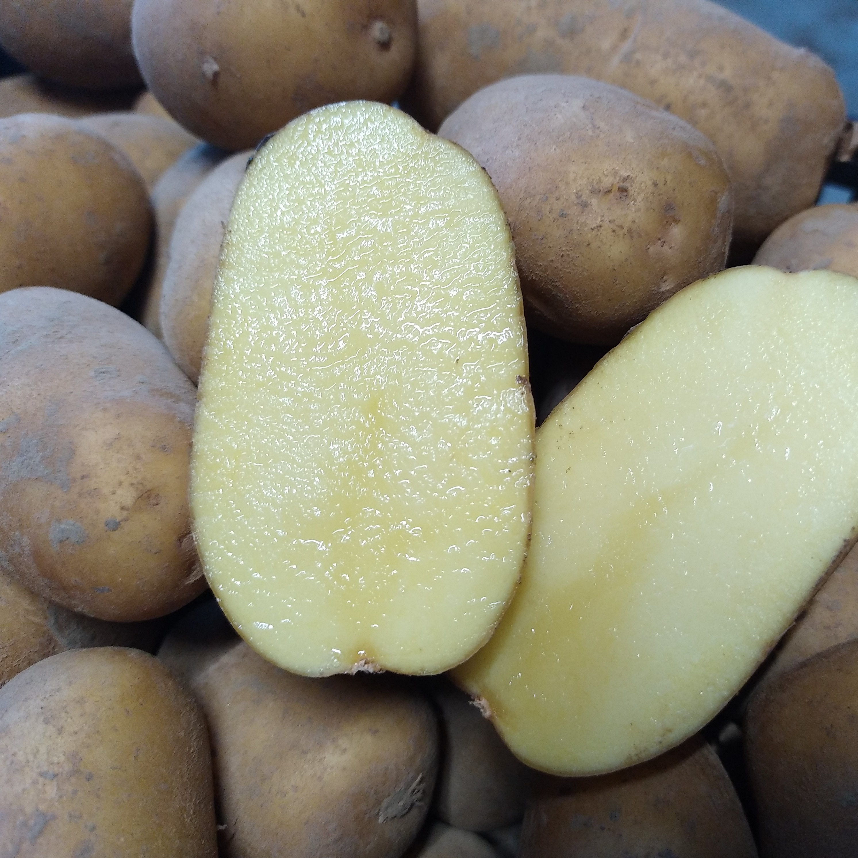 Pomme de terre ferme - 1kg - 1kg