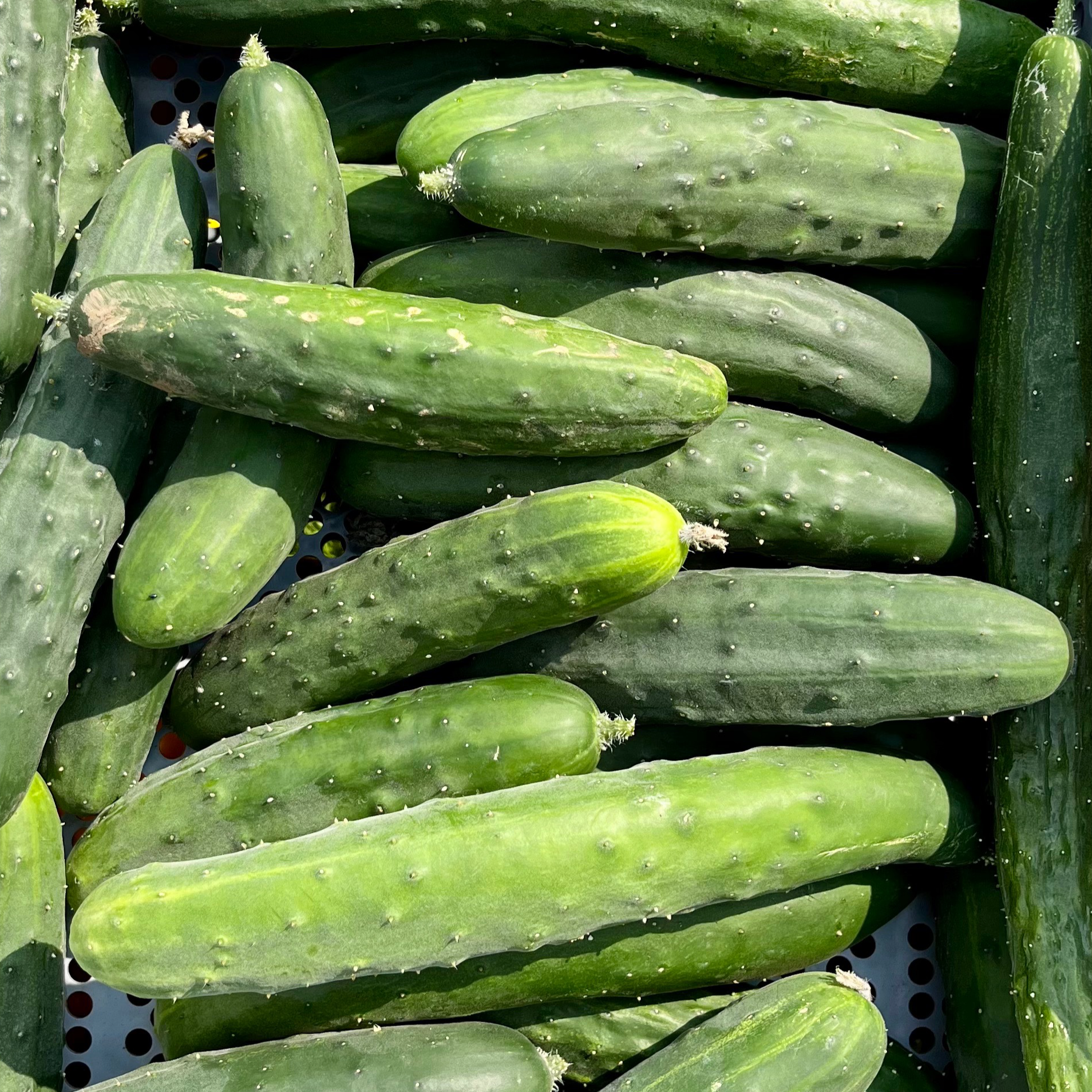 Concombre (Kg)