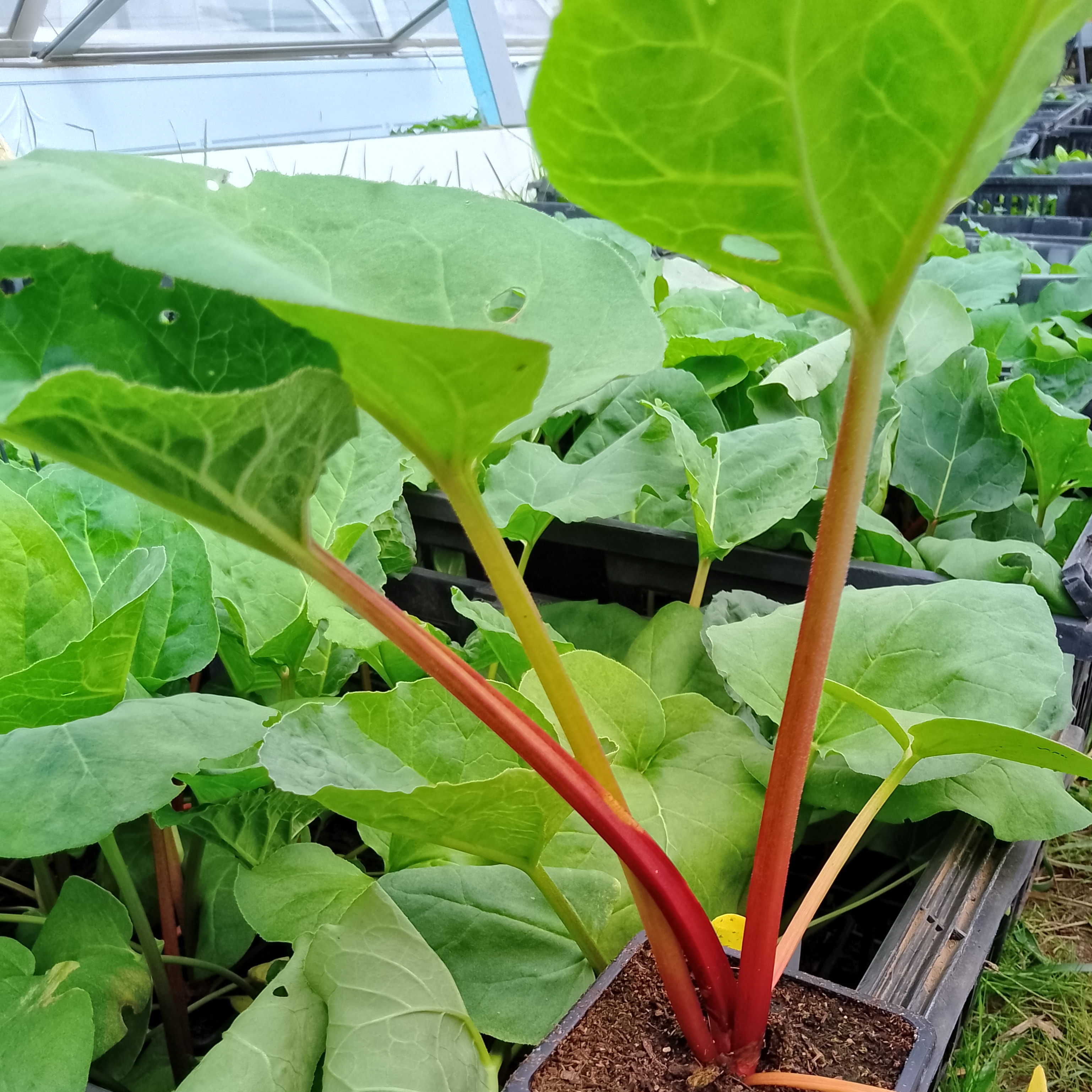 Plant de Rhubarbe