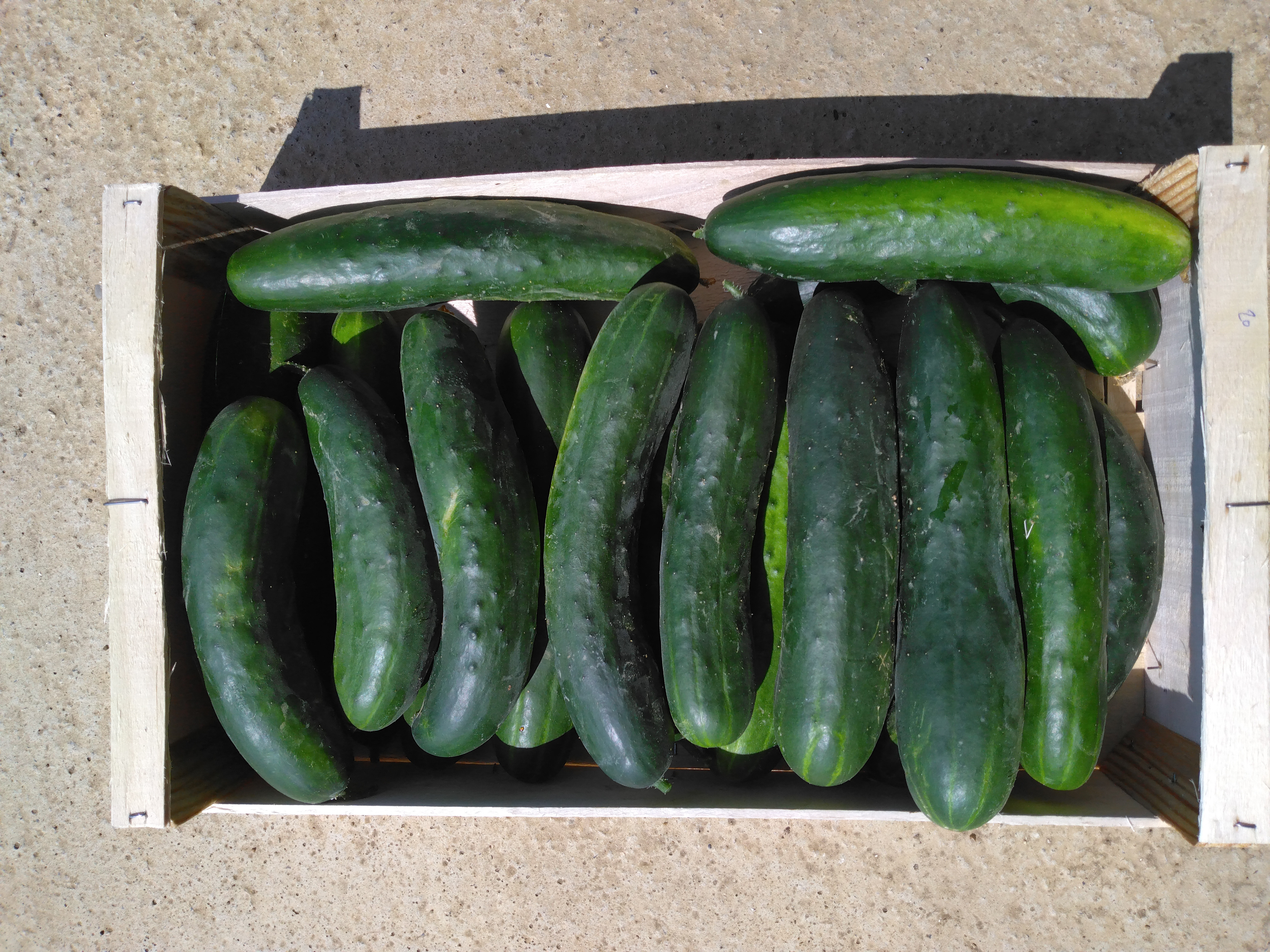 Concombres - 0,4kg