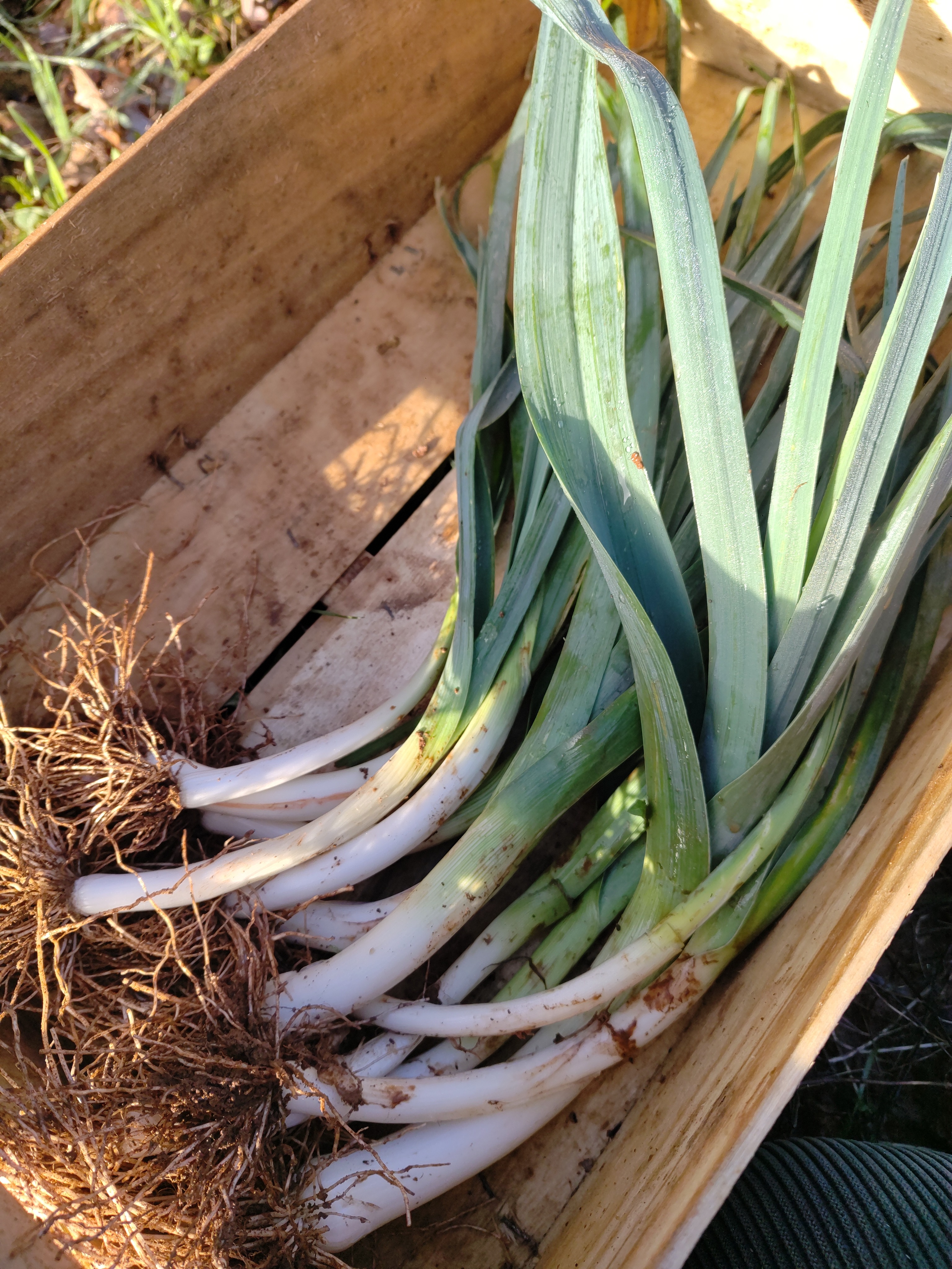 Poireaux bleu de solaisse