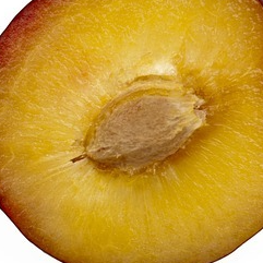 PRUNES