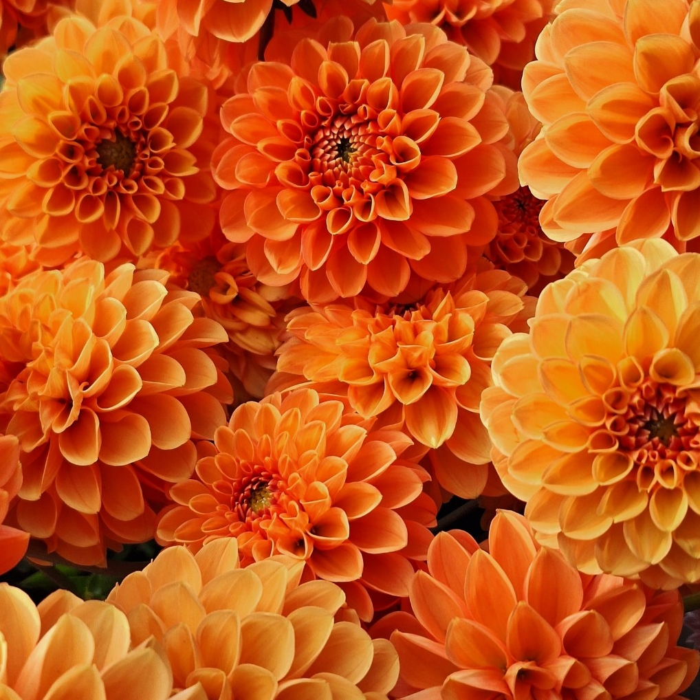 Tubercules de Dahlias – Variété "Orange Sylvia" - 0,15g