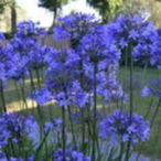 AGAPANTHE DR BROUWER - POT