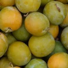 Prunier - Prunus domestica "Reine Claude de Bavay"