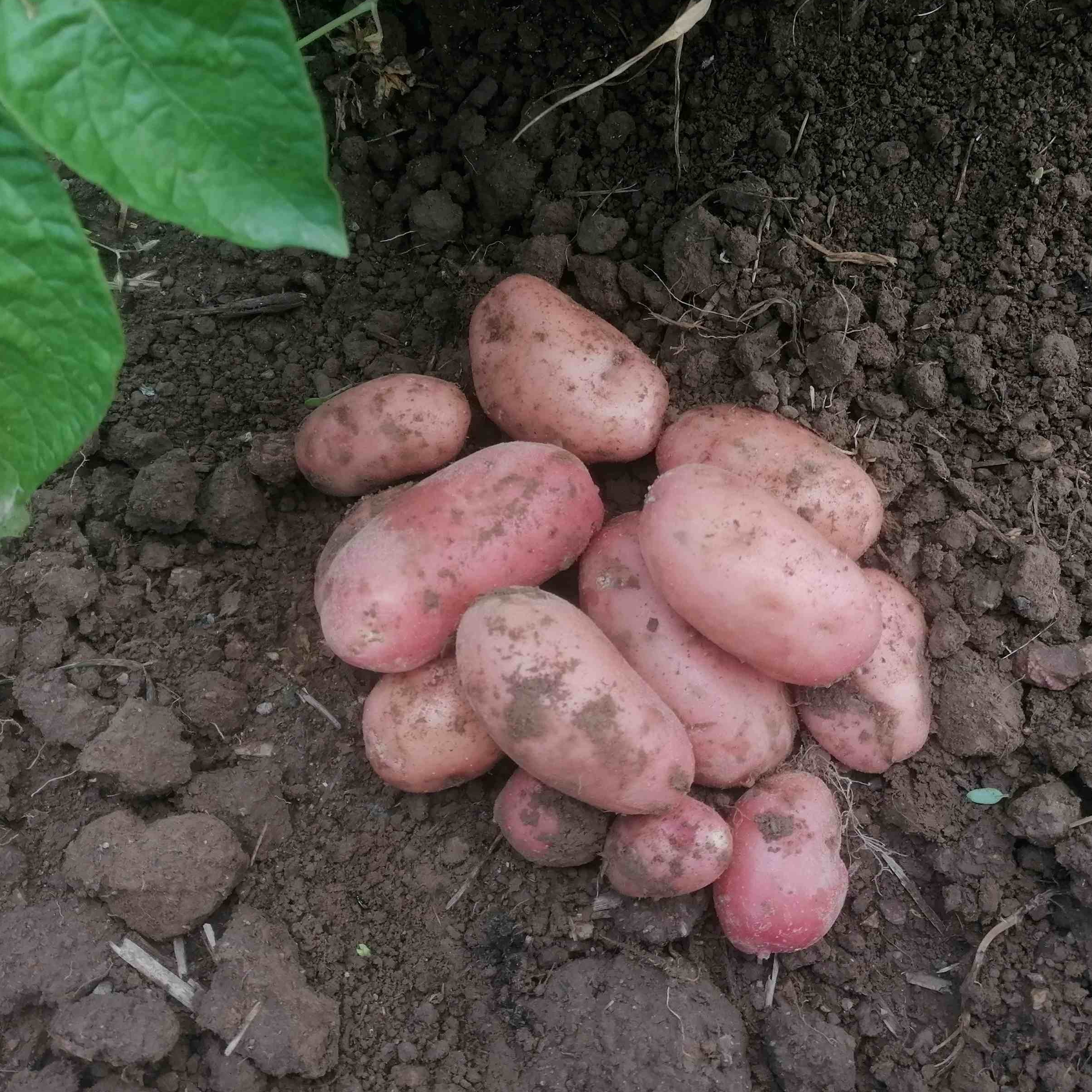 Pommes de terre rouges Primeur - 1000g