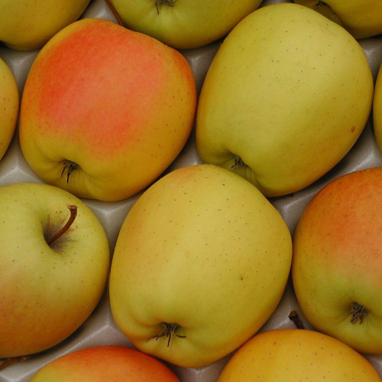 Pommier - Malus domestica "Golden"