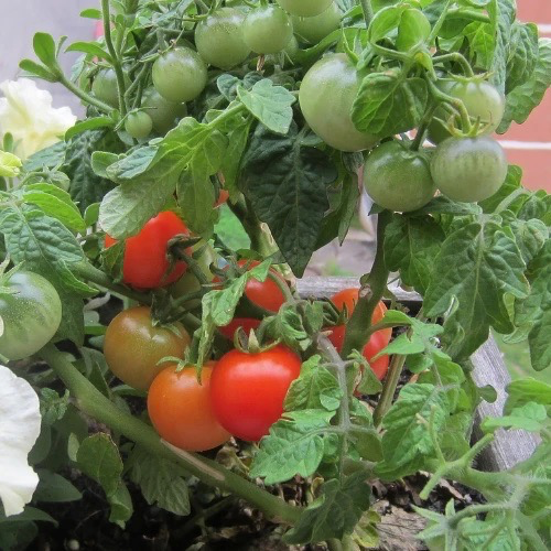 TOMATE Robin rouge NAINE Bio