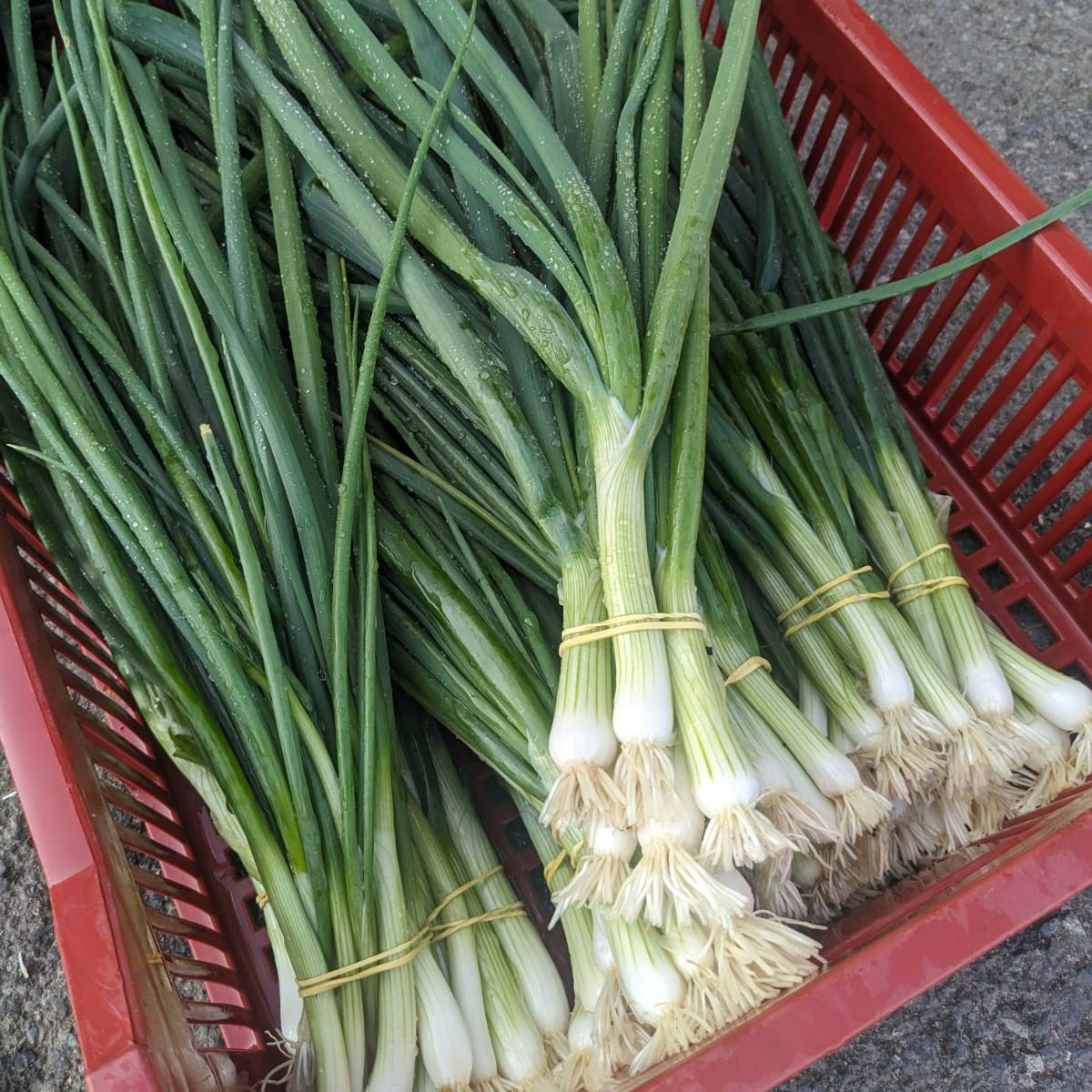 Oignons blancs (botte)