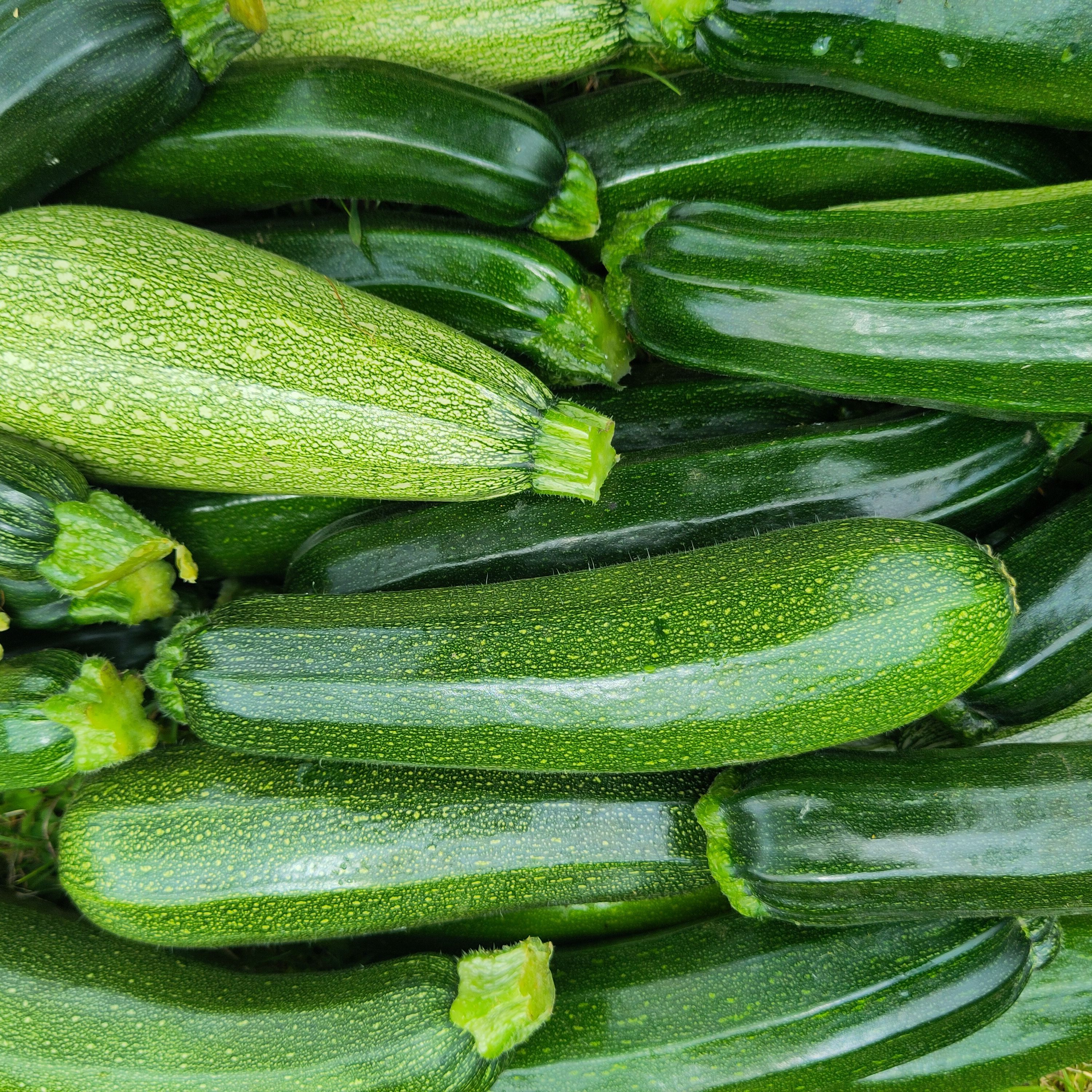 Courgettes