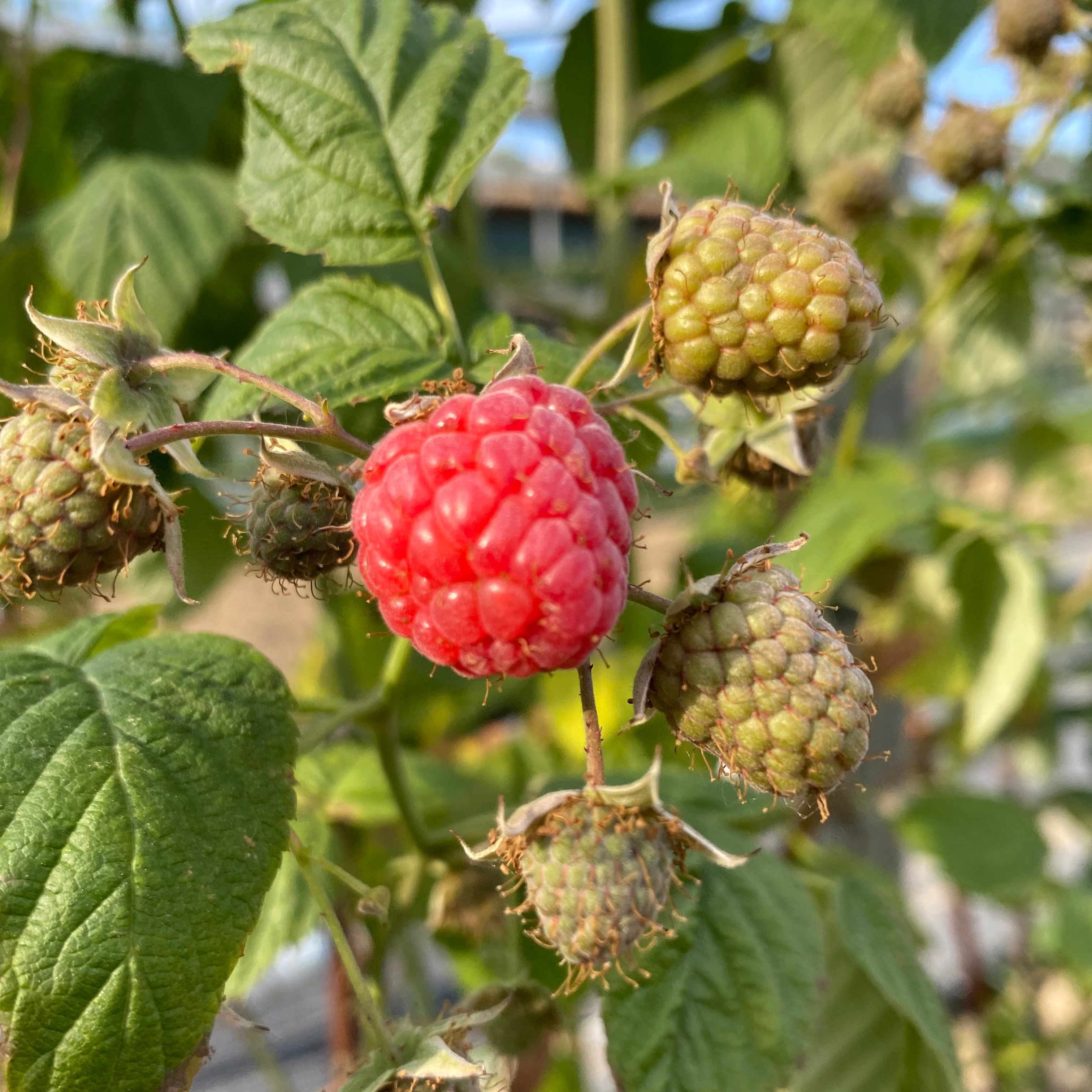 Framboise