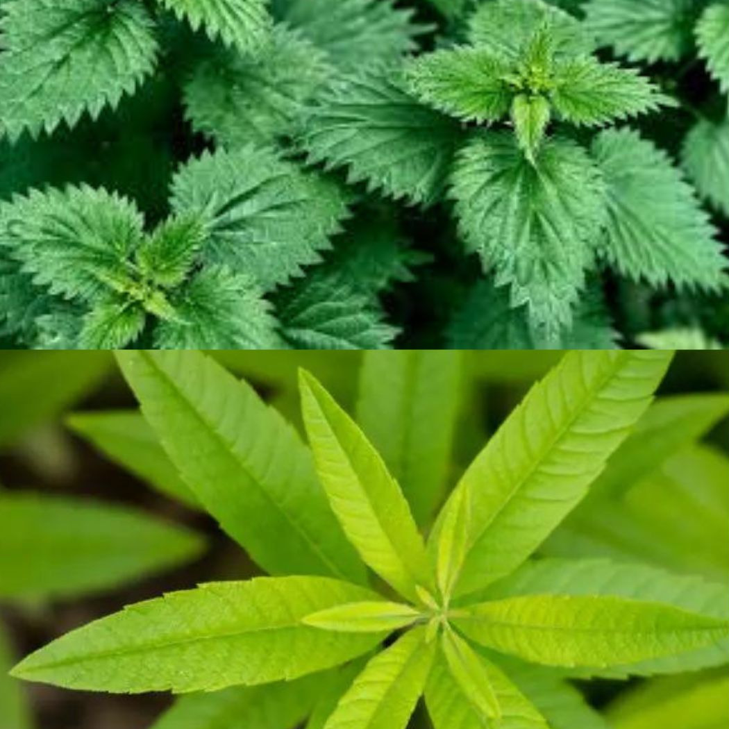 Glace d'infusion Ortie verveine