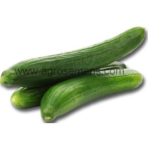 Plant concombre long et lisse