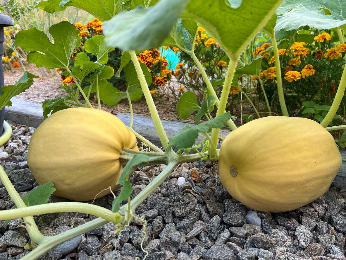 Plant de Courge spaghetti