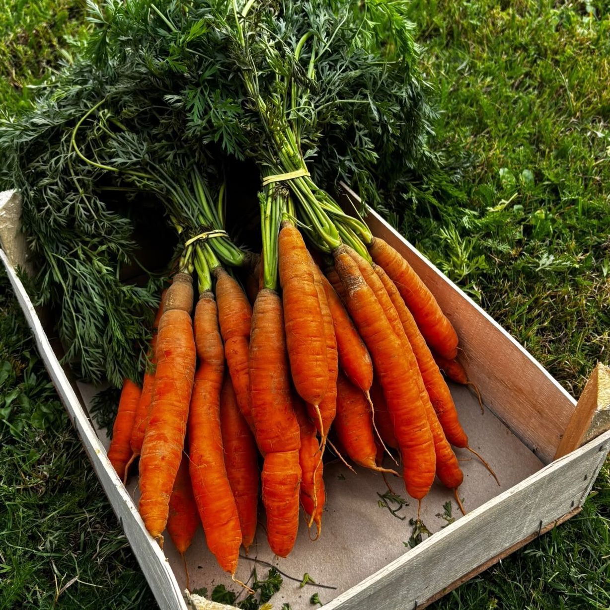Carottes botte