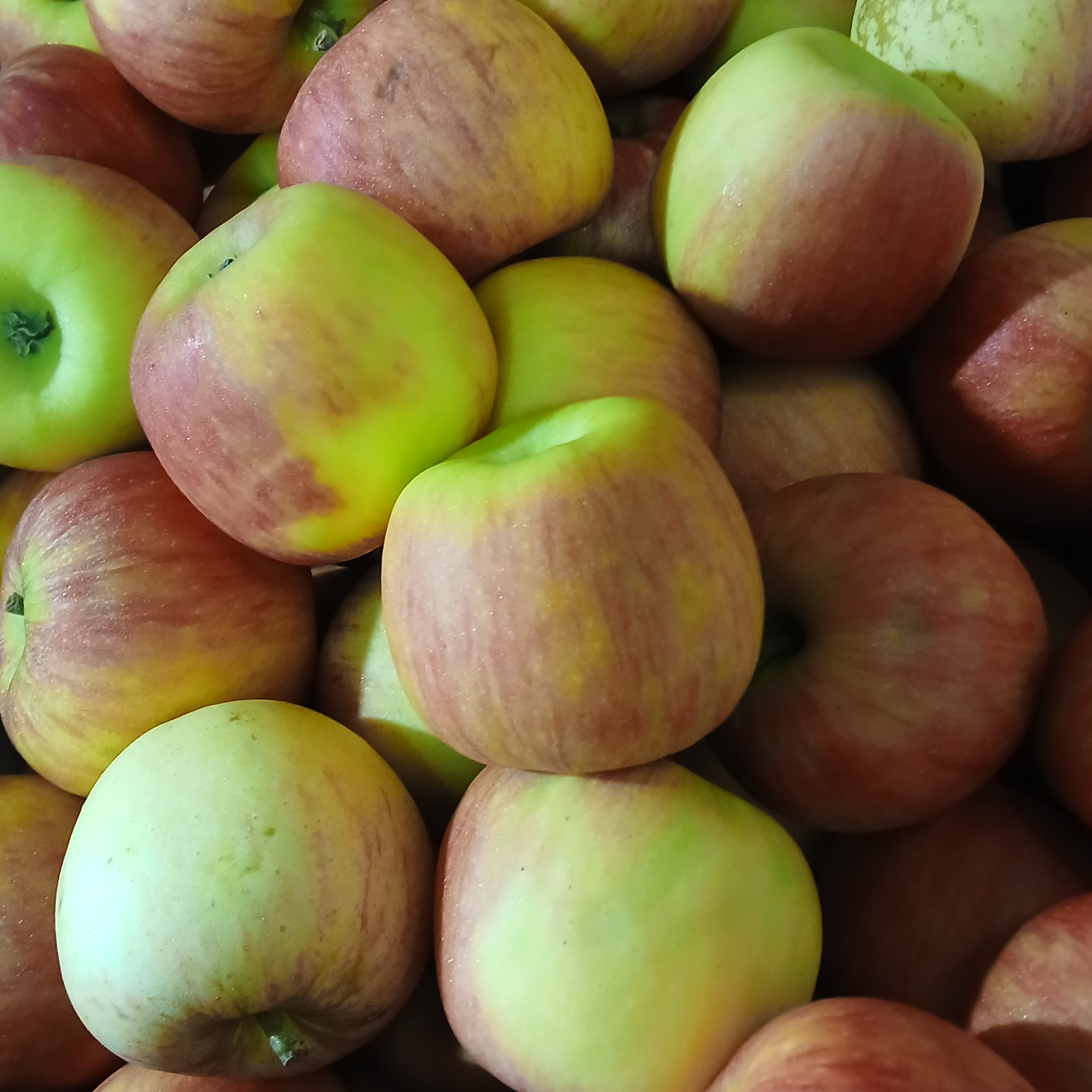Pomme Variété rubinette - 1er choix