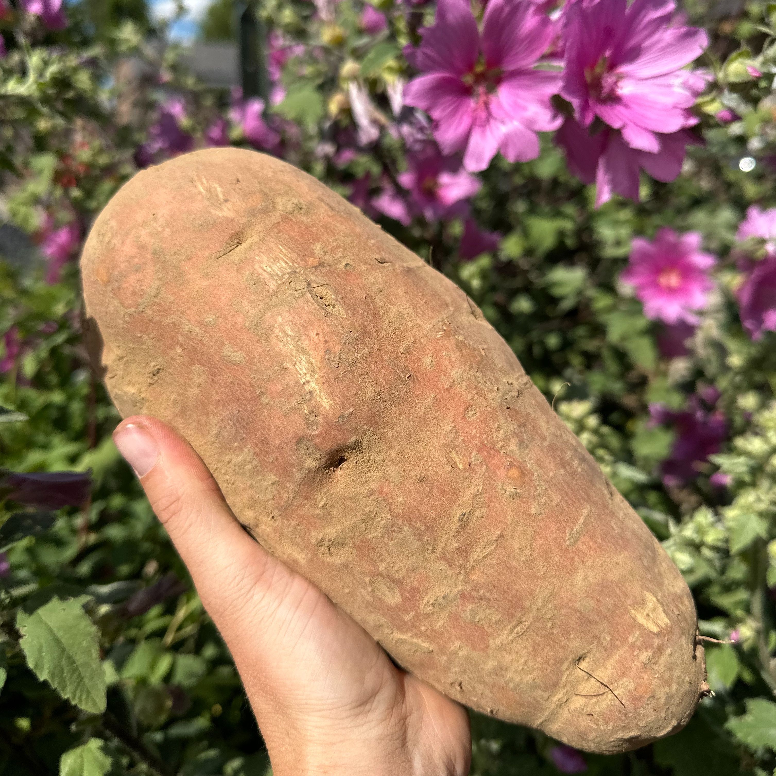 Grosse patate douce (1,5kg)