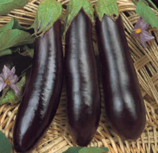 Plant Aubergine Violette type Barbentane