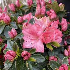 - Azalée persistante -Azalea japonica "Blaauw's Pink"- Pot 30/40