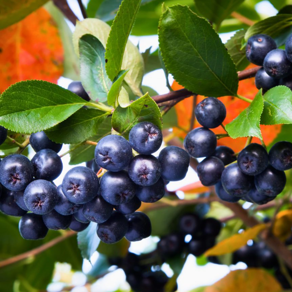 Aronie noire 'Nero' Pot 3L