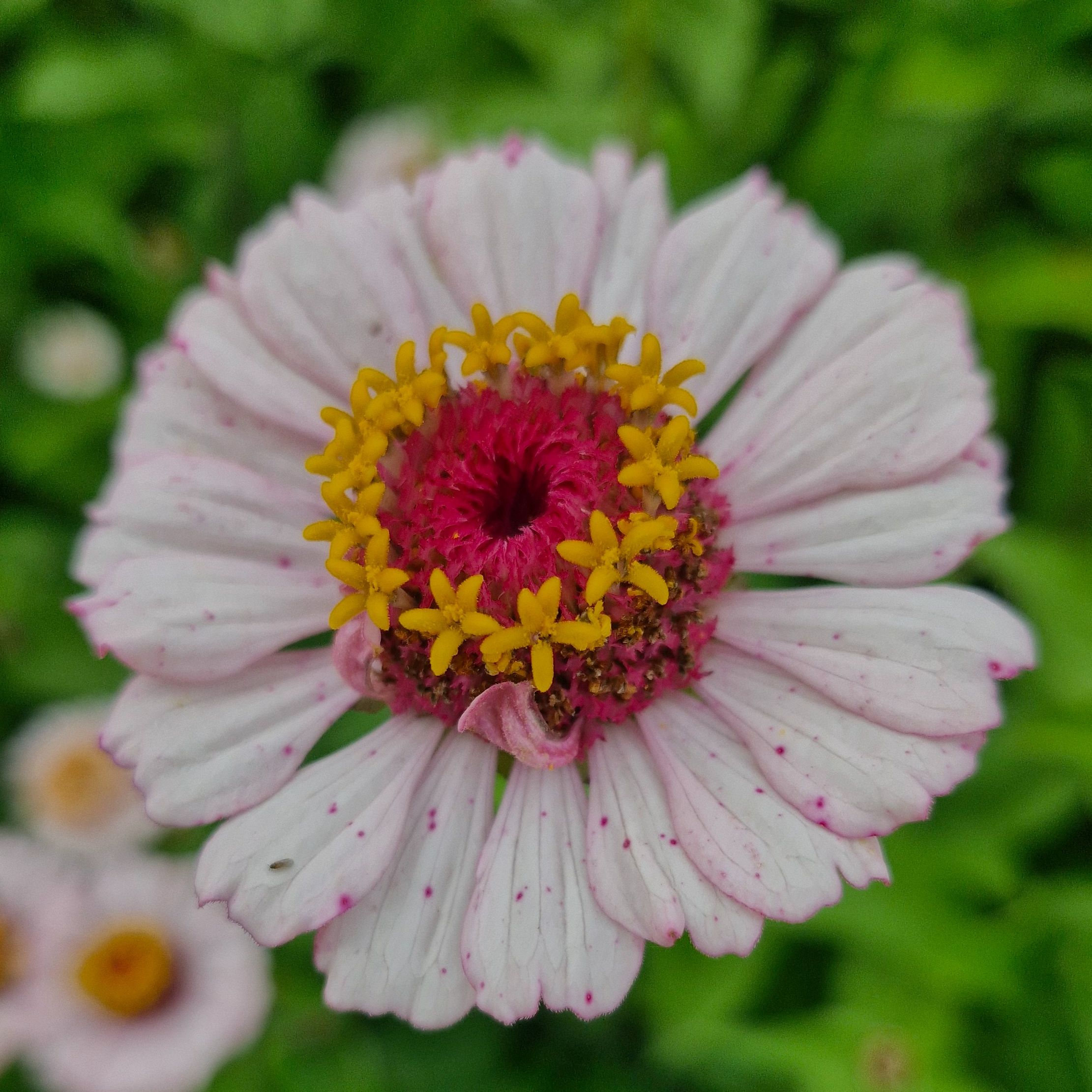 Zinnia zinderella lilac simple (botte de 10 tiges)