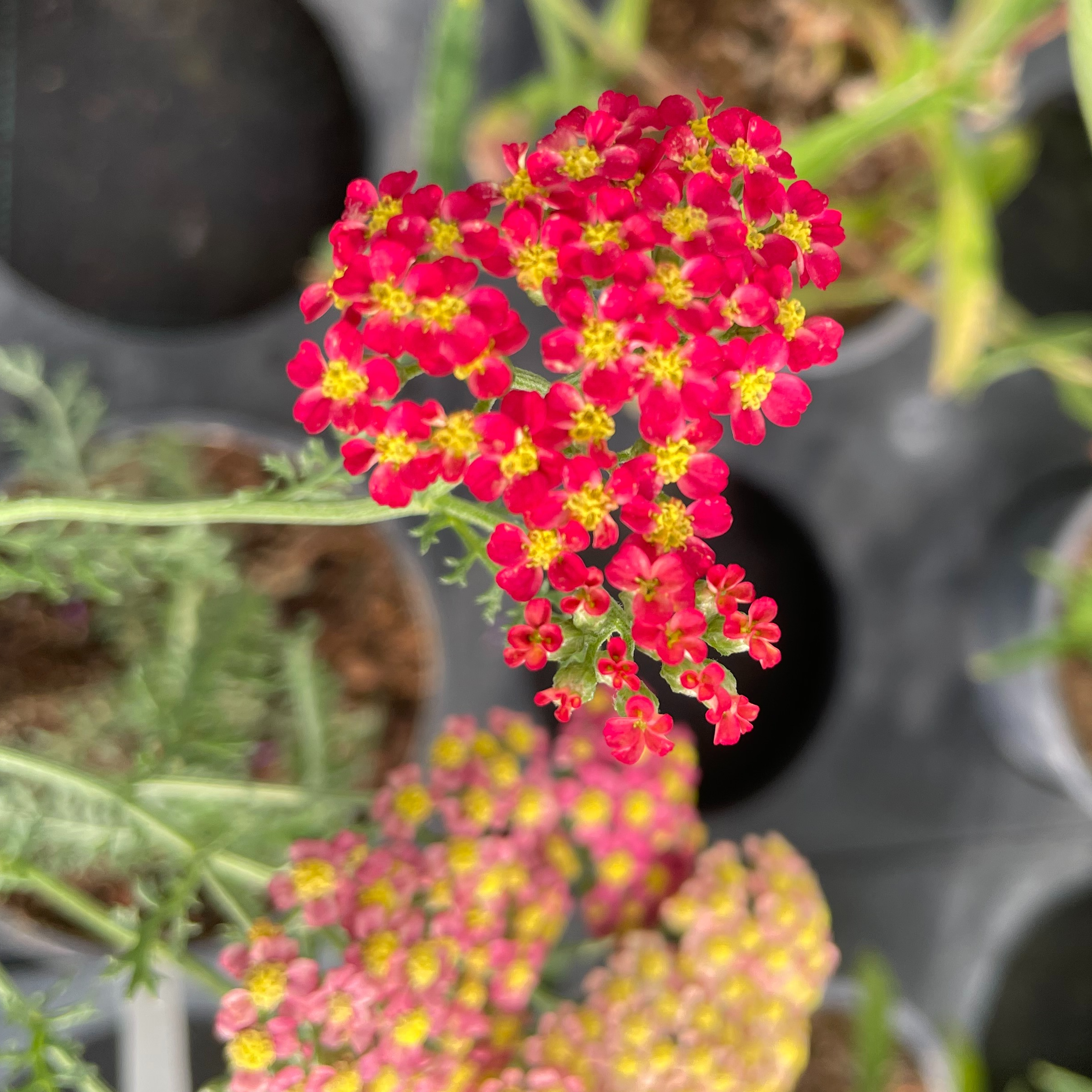 Achillea millefolium 'Paprika'