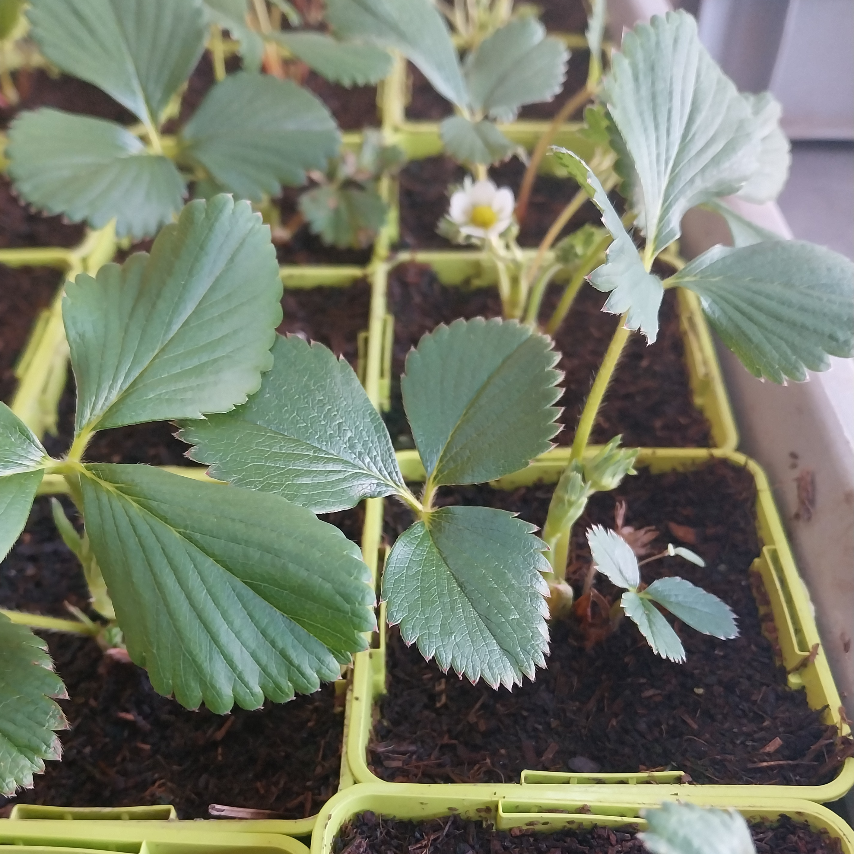 Plant De Fraisier Cijosée