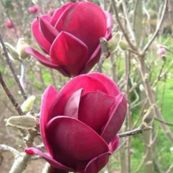 Magnolia genie - 3l