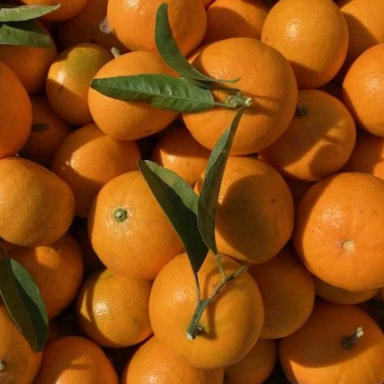 Mandarine Nova de Corse - 500g